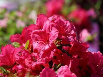 Азалия японская вечнозеленая "Пурпур Киссен" AZALEA JAPONICA 'PURPUR KISSEN' кувшин 1,5 л Пурпурно-фиолетовый 871 фото