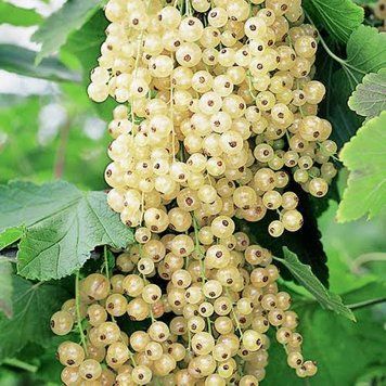 Смородина &laquo;Белая фея&raquo; (Ribes rubrum &lsquo;Belaya Feya&rsquo;) Кремово-белый 969 фото