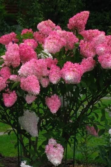 Гортензія волотиста &laquo;Фрейз Мельба&raquo; HYDRANGEA PANICULATA &lsquo;FRAISE MELBA&rsquo; глечик 5 л ЗКС, висота 50-70 см Білий, малиновий 1019 фото
