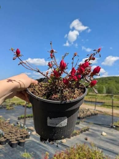Азалия японская вечнозеленая "Пурпур Киссен" AZALEA JAPONICA 'PURPUR KISSEN' кувшин 1,5 л Пурпурно-фиолетовый 871 фото