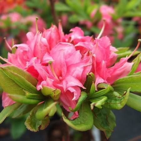 Азалия листопадная "Хомбуш" AZALEA 'HOMEBUSH' кувшин 4 л Пурпурно-розовый 771 фото