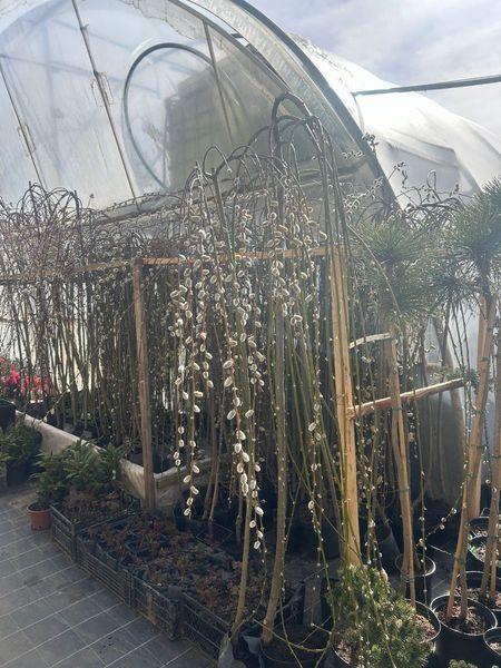 Ива плакучая козья 'Пендула' CAPREA SALIX "PENDULA" на штамбе, стрижена (сформированная) высота 140-160 см, кувшин 2 л ЗКС, Золотисто-желтый 208 фото