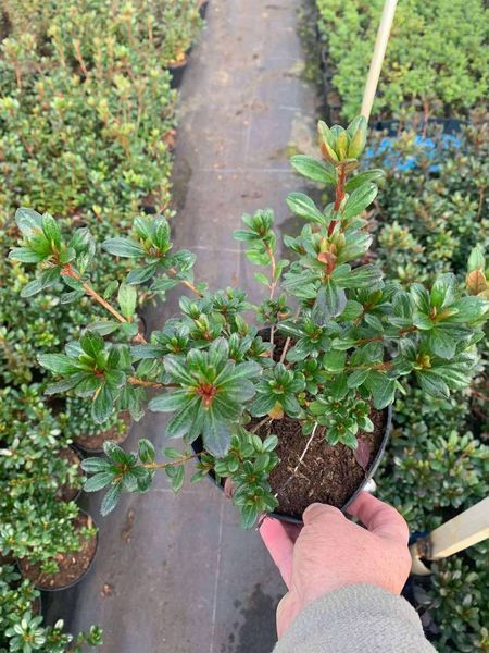 Азалия японская вечнозеленая "Пурпур Киссен" AZALEA JAPONICA 'PURPUR KISSEN' кувшин 1,5 л Пурпурно-фиолетовый 871 фото