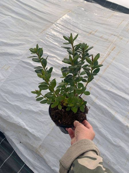 Азалия японская вечнозеленая "Пурпур Киссен" AZALEA JAPONICA 'PURPUR KISSEN' кувшин 1,5 л Пурпурно-фиолетовый 871 фото