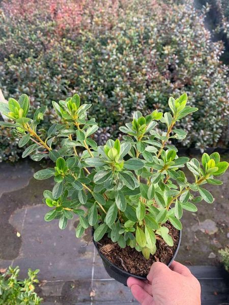Азалия японская вечнозеленая "Пурпур Киссен" AZALEA JAPONICA 'PURPUR KISSEN' кувшин 1,5 л Пурпурно-фиолетовый 871 фото
