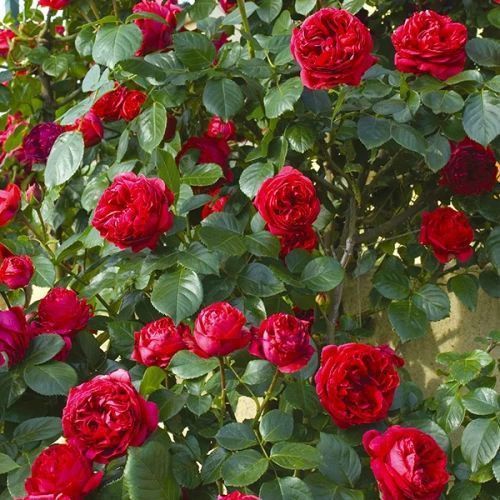 Махровая Английская плетистая роза ''Ред Эден'' ROSE 'RED EDEN' Малиновый 499 фото