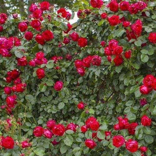 Махровая Английская плетистая роза ''Ред Эден'' ROSE 'RED EDEN' Малиновый 499 фото