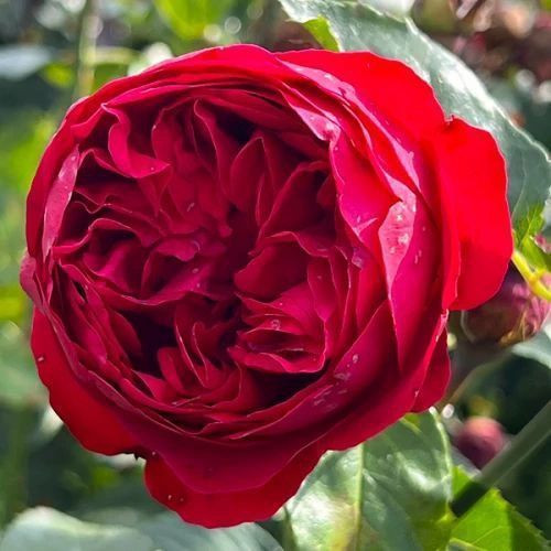 Махровая Английская плетистая роза ''Ред Эден'' ROSE 'RED EDEN' Малиновый 499 фото