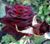 Троянда чайно-гібридна ''Блек Баккара'' ROSE 'BLACK BACCARA' висота 80-150 см Бордовий 350 фото