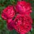 Махровая Английская плетистая роза ''Ред Эден'' ROSE 'RED EDEN' Малиновый 499 фото