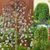 Ива плакучая козья 'Пендула' CAPREA SALIX "PENDULA" на штамбе, стрижена (сформированная) высота 140-160 см, кувшин 2 л ЗКС, Золотисто-желтый 208 фото