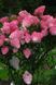 Гортензія волотиста &laquo;Фрейз Мельба&raquo; HYDRANGEA PANICULATA &lsquo;FRAISE MELBA&rsquo; глечик 5 л ЗКС, висота 50-70 см Білий, малиновий 1019 фото 3