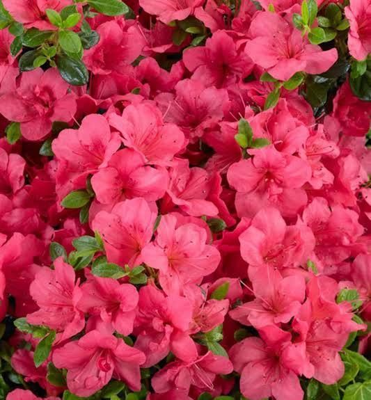 Азалия японская вечнозеленая "Пурпур Киссен" AZALEA JAPONICA 'PURPUR KISSEN' кувшин 1,5 л Пурпурно-фиолетовый 871 фото