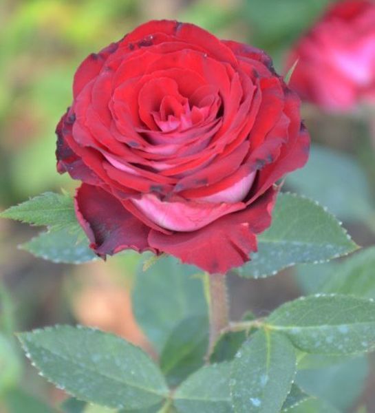Роза чайно-гибридная 'Госпель' ROSE 'GOSPEL' высота 80-150 см Бордовый/Белый 400 фото