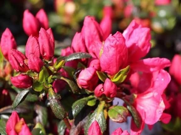 Азалия японская вечнозеленая "Пурпур Киссен" AZALEA JAPONICA 'PURPUR KISSEN' кувшин 1,5 л Пурпурно-фиолетовый 871 фото