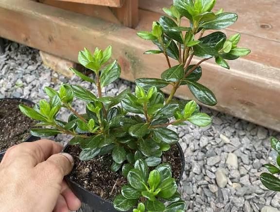 Азалия японская вечнозеленая "Пурпур Киссен" AZALEA JAPONICA 'PURPUR KISSEN' кувшин 1,5 л Пурпурно-фиолетовый 871 фото