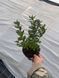 Азалия японская вечнозеленая "Пурпур Киссен" AZALEA JAPONICA 'PURPUR KISSEN' кувшин 1,5 л Пурпурно-фиолетовый 871 фото 9