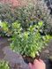 Азалия японская вечнозеленая "Пурпур Киссен" AZALEA JAPONICA 'PURPUR KISSEN' кувшин 1,5 л Пурпурно-фиолетовый 871 фото 7