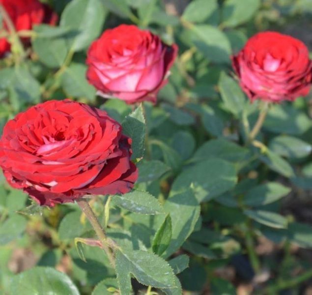 Роза чайно-гибридная 'Госпель' ROSE 'GOSPEL' высота 80-150 см Бордовый/Белый 400 фото