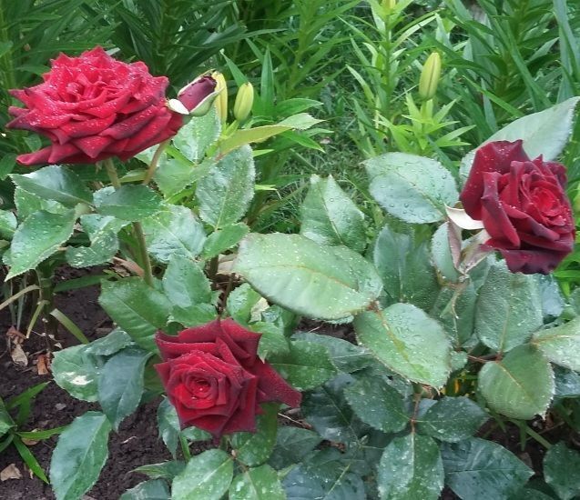 Троянда чайно-гібридна ''Блек Баккара'' ROSE 'BLACK BACCARA' висота 80-150 см Бордовий 350 фото