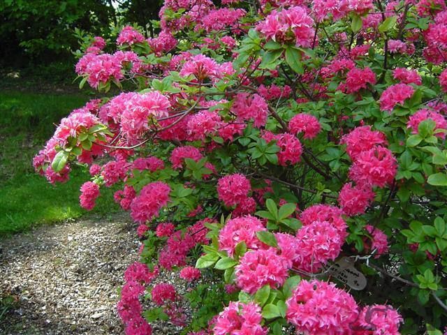 Азалия листопадная "Хомбуш" AZALEA 'HOMEBUSH' кувшин 4 л Пурпурно-розовый 771 фото