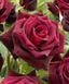 Троянда чайно-гібридна ''Блек Баккара'' ROSE 'BLACK BACCARA' висота 80-150 см Бордовий 350 фото 2