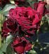 Троянда чайно-гібридна ''Блек Баккара'' ROSE 'BLACK BACCARA' висота 80-150 см Бордовий 350 фото 3