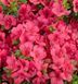 Азалия японская вечнозеленая "Пурпур Киссен" AZALEA JAPONICA 'PURPUR KISSEN' кувшин 1,5 л Пурпурно-фиолетовый 871 фото 2