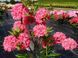 Азалия листопадная "Хомбуш" AZALEA 'HOMEBUSH' кувшин 4 л Пурпурно-розовый 771 фото 2