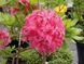 Азалия листопадная "Хомбуш" AZALEA 'HOMEBUSH' кувшин 4 л Пурпурно-розовый 771 фото 1
