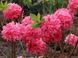 Азалия листопадная "Хомбуш" AZALEA 'HOMEBUSH' кувшин 4 л Пурпурно-розовый 771 фото 5