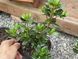 Азалия японская вечнозеленая "Пурпур Киссен" AZALEA JAPONICA 'PURPUR KISSEN' кувшин 1,5 л Пурпурно-фиолетовый 871 фото 4