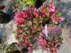 Азалия японская вечнозеленая "Пурпур Киссен" AZALEA JAPONICA 'PURPUR KISSEN' кувшин 1,5 л Пурпурно-фиолетовый 871 фото 6