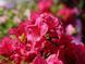 Азалия японская вечнозеленая "Пурпур Киссен" AZALEA JAPONICA 'PURPUR KISSEN' кувшин 1,5 л Пурпурно-фиолетовый 871 фото 1