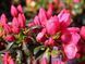 Азалия японская вечнозеленая "Пурпур Киссен" AZALEA JAPONICA 'PURPUR KISSEN' кувшин 1,5 л Пурпурно-фиолетовый 871 фото 3