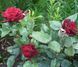 Троянда чайно-гібридна ''Блек Баккара'' ROSE 'BLACK BACCARA' висота 80-150 см Бордовий 350 фото 4
