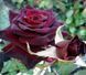 Троянда чайно-гібридна ''Блек Баккара'' ROSE 'BLACK BACCARA' висота 80-150 см Бордовий 350 фото 1
