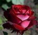 Роза чайно-гибридная 'Госпель' ROSE 'GOSPEL' высота 80-150 см Бордовый/Белый 400 фото 1