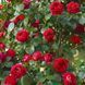 Махровая Английская плетистая роза ''Ред Эден'' ROSE 'RED EDEN' Малиновый 499 фото 3