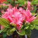 Азалия листопадная "Хомбуш" AZALEA 'HOMEBUSH' кувшин 4 л Пурпурно-розовый 771 фото 4