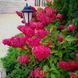 Гортензія волотиста &laquo;Фрейз Мельба&raquo; HYDRANGEA PANICULATA &lsquo;FRAISE MELBA&rsquo; глечик 5 л ЗКС, висота 50-70 см Білий, малиновий 1019 фото 4