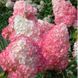Гортензія волотиста &laquo;Фрейз Мельба&raquo; HYDRANGEA PANICULATA &lsquo;FRAISE MELBA&rsquo; глечик 5 л ЗКС, висота 50-70 см Білий, малиновий 1019 фото 1