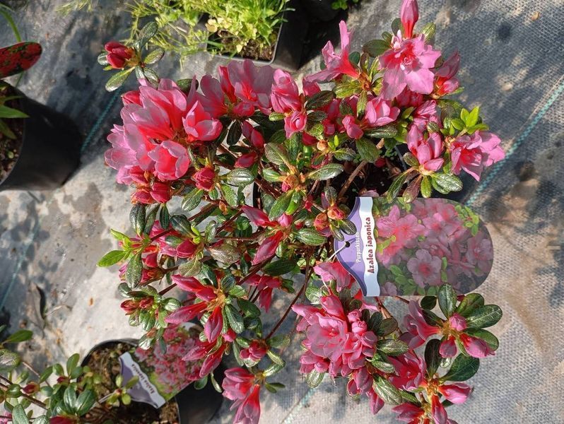 Азалия японская вечнозеленая "Пурпур Киссен" AZALEA JAPONICA 'PURPUR KISSEN' кувшин 1,5 л Пурпурно-фиолетовый 871 фото