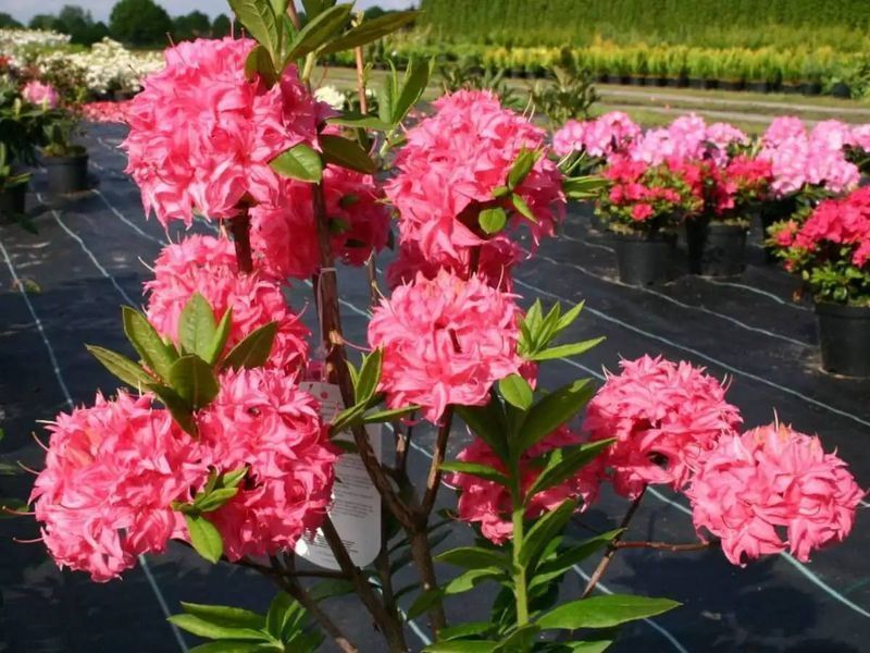 Азалия листопадная "Хомбуш" AZALEA 'HOMEBUSH' кувшин 4 л Пурпурно-розовый 771 фото