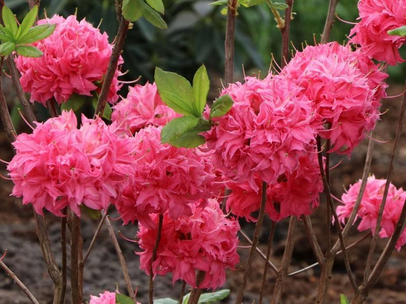 Азалия листопадная "Хомбуш" AZALEA 'HOMEBUSH' кувшин 4 л Пурпурно-розовый 771 фото