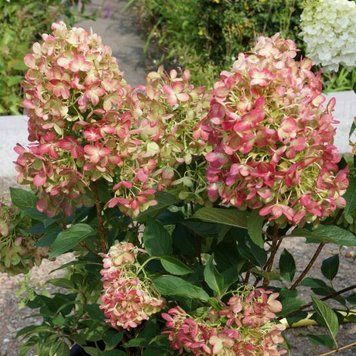 Гортензія волотиста на штамбі "Графіті" Hydrangea paniculata 'Graffiti' глечик 5-7 л ЗКС, висота штамба 80-100 см, Світло-зелений, кремово-білий 1134 фото