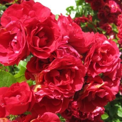 Троянда ''Фламентанц'' ROSE 'FLAMMENTANZ' на штамбі висота 140-160 см Яскраво-червоний 315 фото