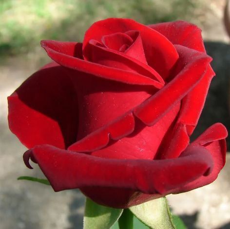 Троянда чайно-гібридна ''Самурай'' ROSE 'SAMOURAI' висота 80-150 см Червоний 365 фото