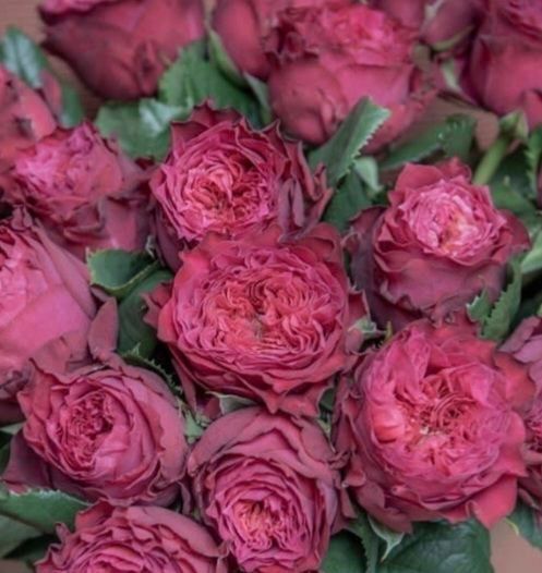 Троянда чайно-гібридна ''Меджик Вувузела'' ROSE 'MAGIC VUVUZELA' висота 80-150 см Вишневий 415 фото