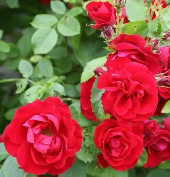 Троянда ''Фламентанц'' ROSE 'FLAMMENTANZ' на штамбі висота 140-160 см Яскраво-червоний 315 фото